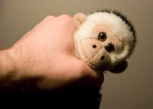 Kunyonga monkey 101. (Twitter)