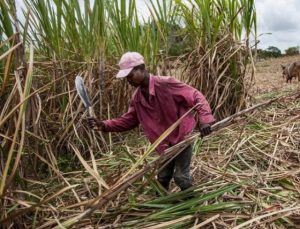 A sugarcane cutter: Sex workers in Uganda sweeten the deal for clients and offer sex on credit. (Independent Uganda)
