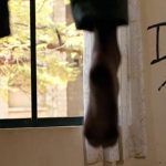 Young university student jump to her death after being left high and dry.