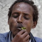 A somali man chewing Miraa. (Quarts)
