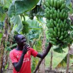 A happy banana farmer: 80-year-old man fucks young woman who teased him that he was sexually useless in a banana plantation until she screams for help. (