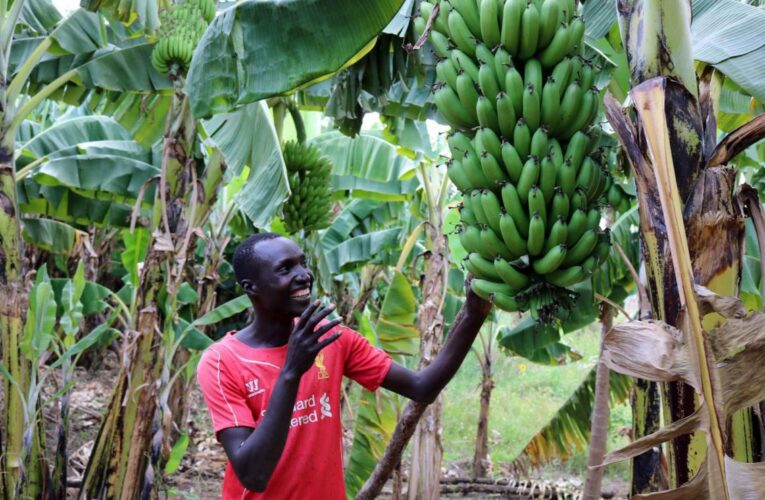 80-year-old man fucks young woman who teased him he was too old to fuck until she screams for help in a banana plantation