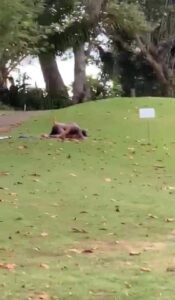 {VIDEO} Man and woman found redhanded having sex at golf pitch, run to the bush naked when busted