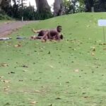Man and woman found redhanded having sex at golf pitch, run to the bush naked when busted