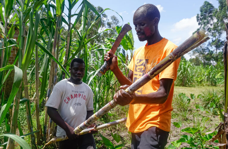 Sex in Kakira: Sex workers come to the rescue of sexually-starved cane cutters and are now offering sex on credit