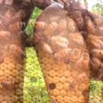 Bees attack lovers fucking in a bush