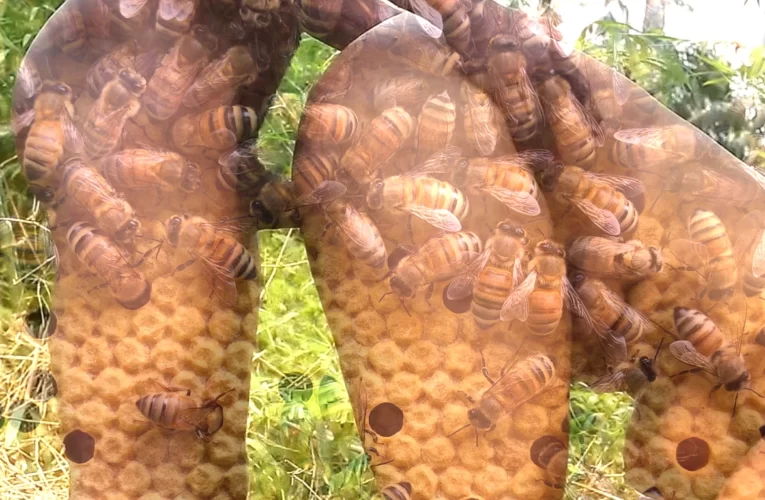 Bees Attack Married Man Fucking Neighbour’s Wife