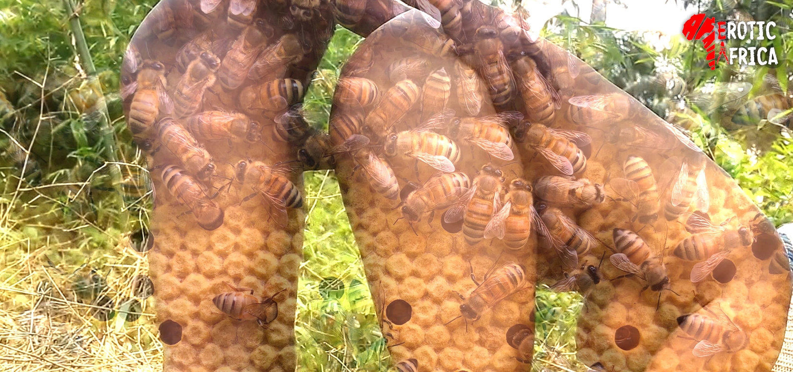 Bees attack lovers fucking in a bush