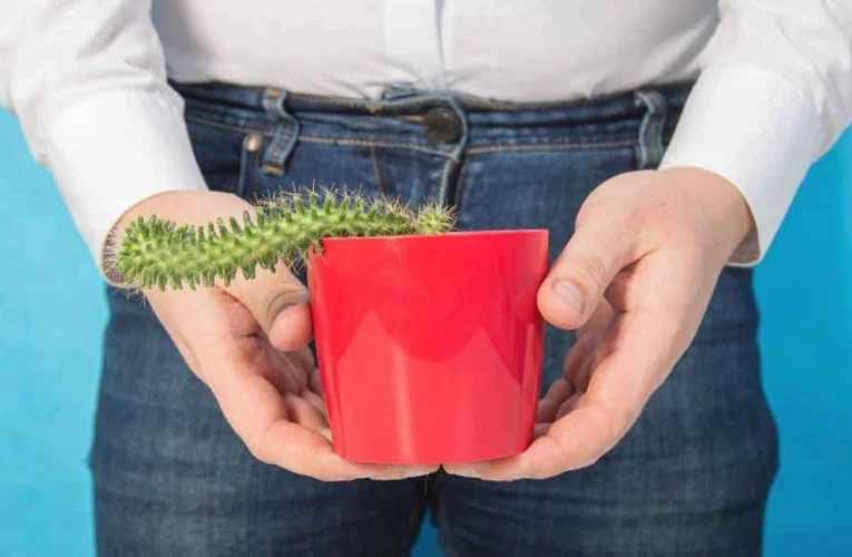 Hydrate Your Way To Harder Erections With These 6 Erection Drinks