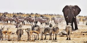 places to find dates in Namibia